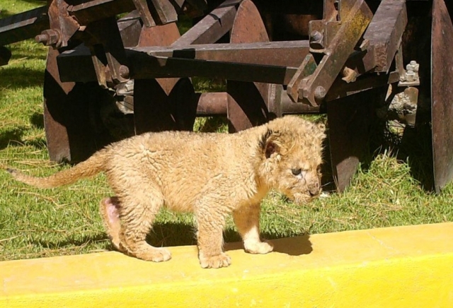 Leon bebe